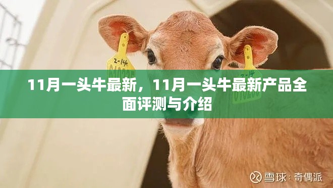 11月一頭牛最新產(chǎn)品全面評(píng)測(cè)與介紹，最新動(dòng)態(tài)一覽