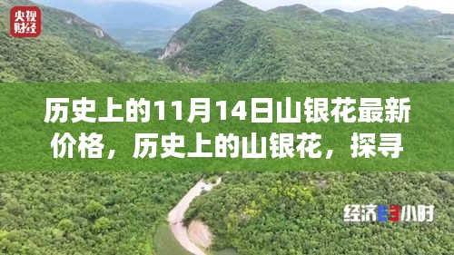 探尋山銀花價格變遷背后的故事與影響，歷史上的最新價格回顧（11月14日）