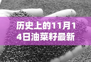 歷史上的11月14日油菜籽價格行情解析及查詢指南，最新行情與查詢步驟全解析