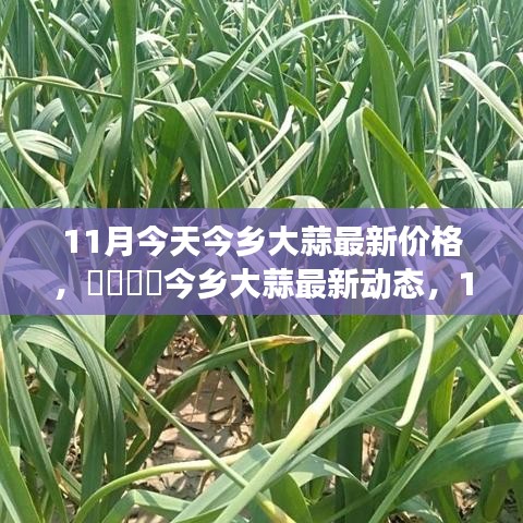 11月今鄉(xiāng)大蒜最新價格與市場深度解析