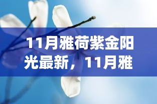 11月雅荷紫金陽光下的勵志蛻變，自信、成就與正能量并行不悖的旅程