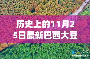 探尋自然秘境，巴西大豆與心靈之旅的交匯點(diǎn)——?dú)v史上的最新巴西大豆報(bào)道