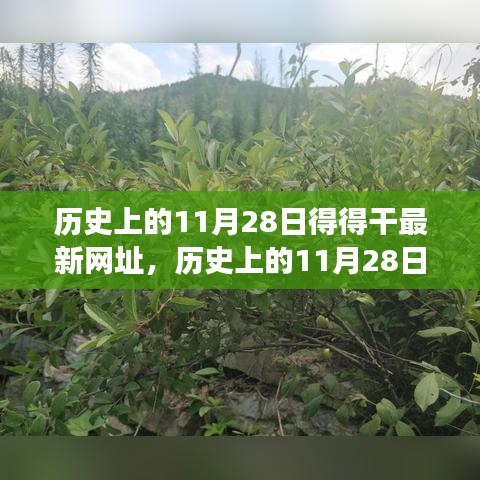 歷史上的11月28日，追尋自然美景之旅，探索內(nèi)心寧靜港灣的新網(wǎng)址揭秘