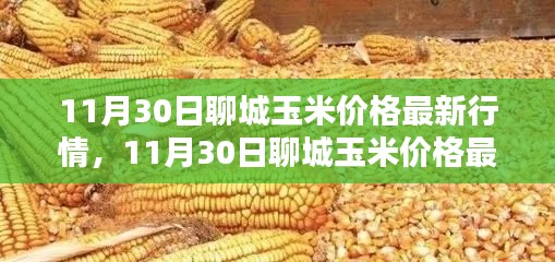 掌握聊城玉米最新行情，解析11月30日玉米價(jià)格動(dòng)態(tài)及應(yīng)對(duì)策略