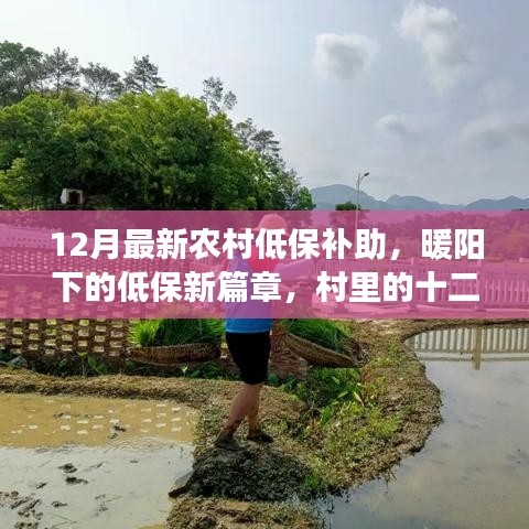 農(nóng)村低保補助新篇章，暖陽下的十二月溫情紀事