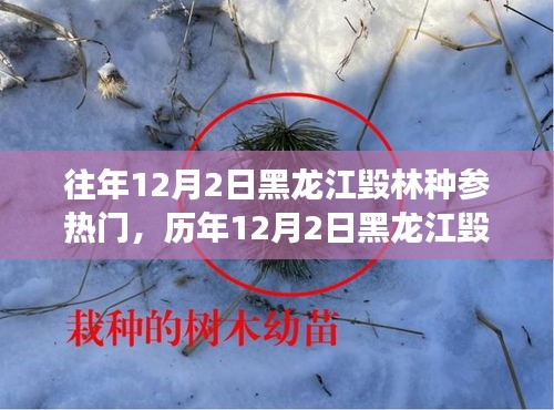 黑龍江毀林種參事件回顧，探尋背后的故事與啟示，歷年12月2日熱門事件聚焦