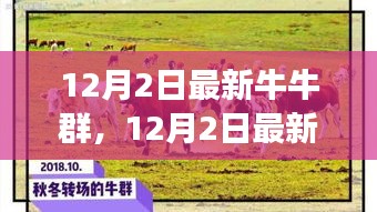 探索潮流社交新領(lǐng)地，最新牛牛群集結(jié)