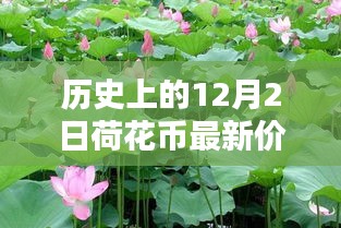 小紅書帶你穿越金融時光，歷史上的荷花幣最新價格表（12月2日版）