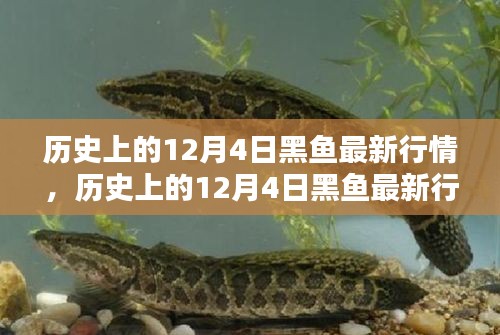 歷史上的12月4日黑魚行情深度解析，特性、體驗、競品對比與用戶群體分析