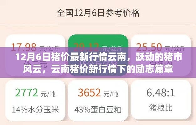 云南豬價最新動態(tài)，市場風(fēng)云涌動，豬市勵志篇章開啟