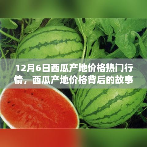 12月6日西瓜產(chǎn)地價(jià)格深度解析，變化的力量與自信的種子