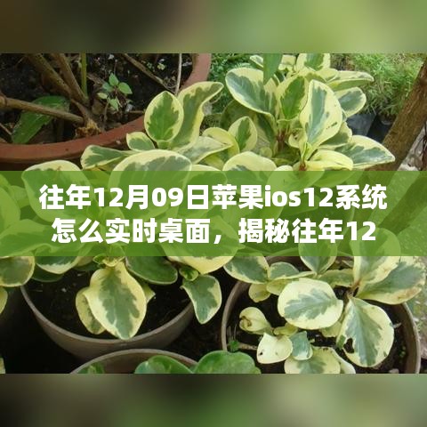 揭秘，蘋果iOS 12系統(tǒng)實時桌面設置指南（往年12月9日發(fā)布）