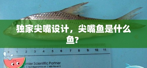 獨(dú)家尖嘴設(shè)計(jì)，尖嘴魚是什么魚? 