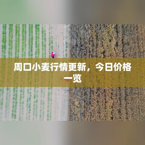 周口小麥行情更新，今日價格一覽