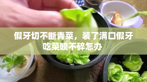 假牙切不斷青菜，裝了滿口假牙吃菜咬不碎怎辦 