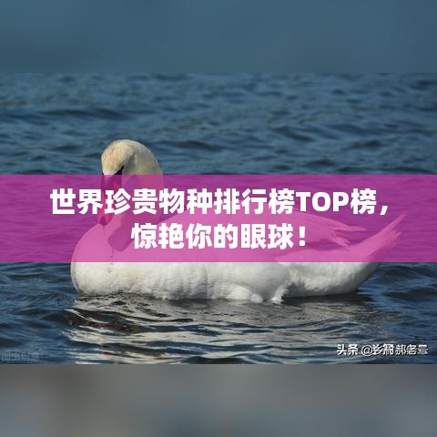 世界珍貴物種排行榜TOP榜，驚艷你的眼球！