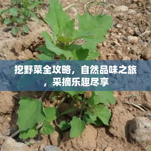 挖野菜全攻略，自然品味之旅，采摘樂趣盡享