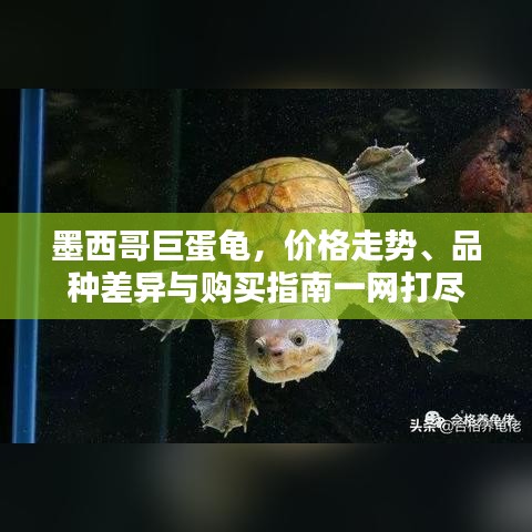 墨西哥巨蛋龜，價格走勢、品種差異與購買指南一網(wǎng)打盡