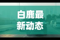 白鹿最新動態(tài)消息曝光，不容錯過！