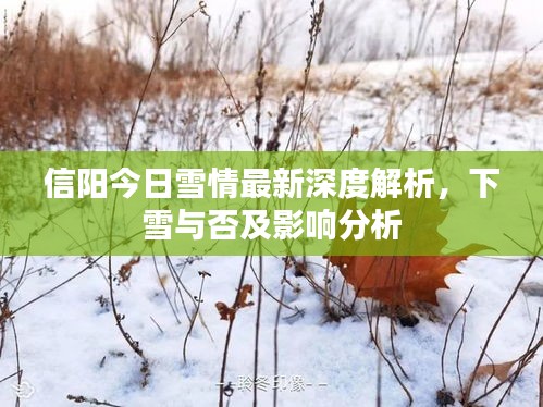 信陽(yáng)今日雪情最新深度解析，下雪與否及影響分析