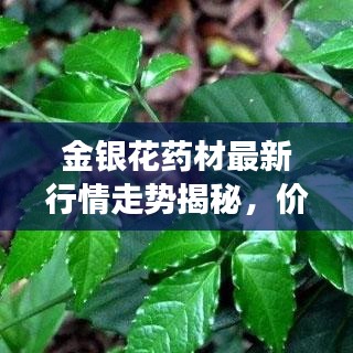 金銀花藥材最新行情走勢揭秘，價格動態(tài)與市場趨勢分析