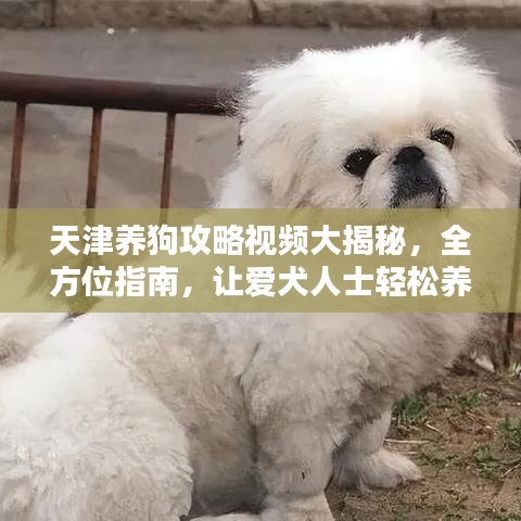 天津養(yǎng)狗攻略視頻大揭秘，全方位指南，讓愛(ài)犬人士輕松養(yǎng)寵！