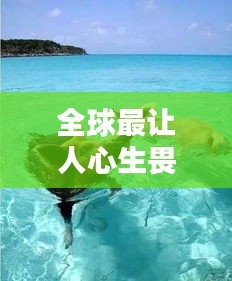 全球最讓人心生畏懼的海豹排名大揭秘！