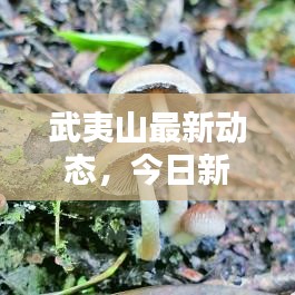 武夷山最新動(dòng)態(tài)，今日新聞速遞