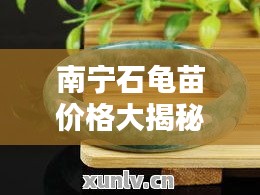 南寧石龜苗價(jià)格大揭秘，最新行情分析！