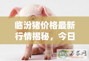 臨汾豬價(jià)格最新行情揭秘，今日走勢分析與預(yù)測