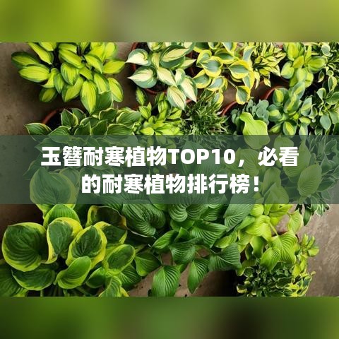 玉簪耐寒植物TOP10，必看的耐寒植物排行榜！