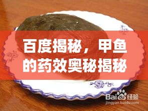 百度揭秘，甲魚的藥效奧秘揭秘！