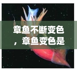 章魚不斷變色，章魚變色是主動變異嗎 