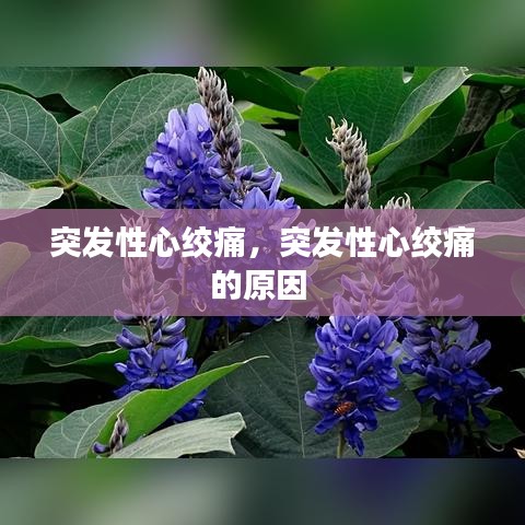 突發(fā)性心絞痛，突發(fā)性心絞痛的原因 