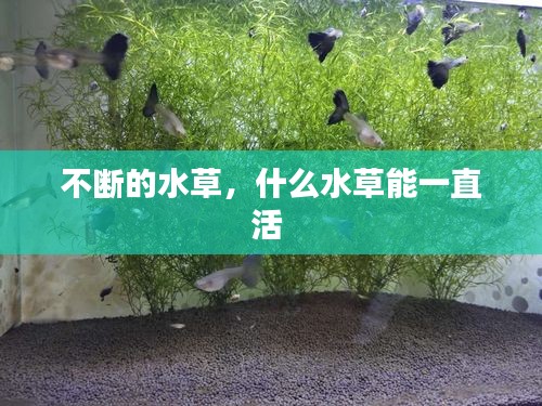 不斷的水草，什么水草能一直活 