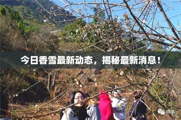 今日香雪最新動(dòng)態(tài)，揭秘最新消息！