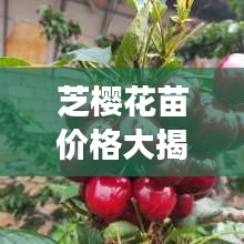 芝櫻花苗價(jià)格大揭秘，價(jià)值與種植成本全解析