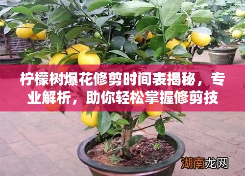 檸檬樹爆花修剪時間表揭秘，專業(yè)解析，助你輕松掌握修剪技巧