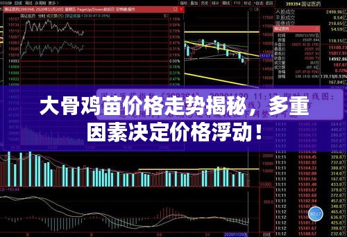 大骨雞苗價格走勢揭秘，多重因素決定價格浮動！