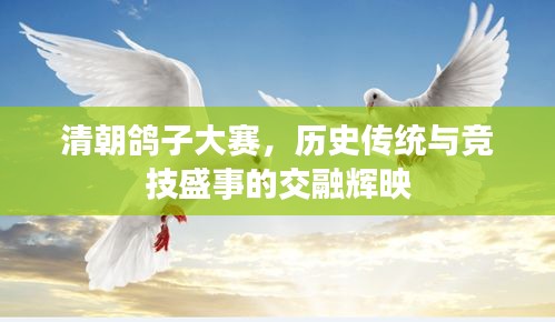 清朝鴿子大賽，歷史傳統(tǒng)與競技盛事的交融輝映