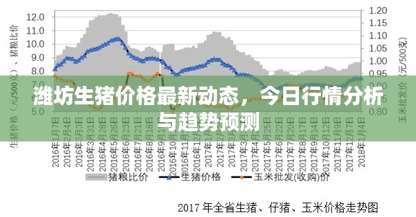 濰坊生豬價格最新動態(tài)，今日行情分析與趨勢預(yù)測